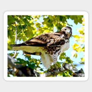 Colorado Red Tailed Hawk Sticker